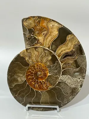 Ammonite Fossil