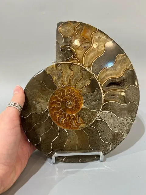 Ammonite Fossil