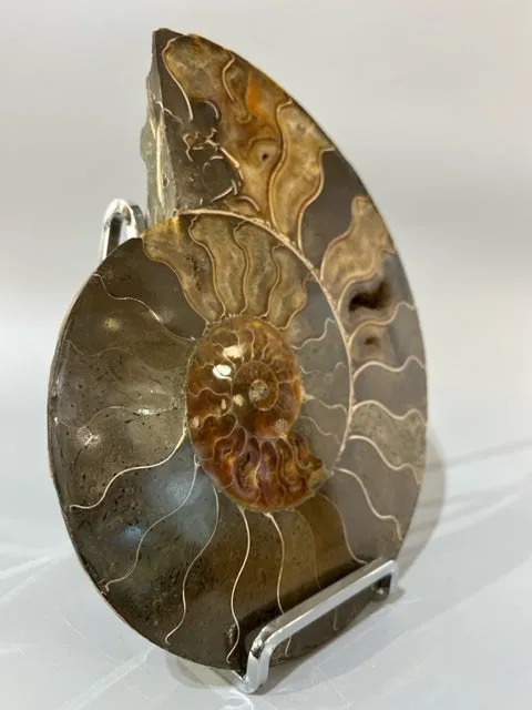 Ammonite Fossil