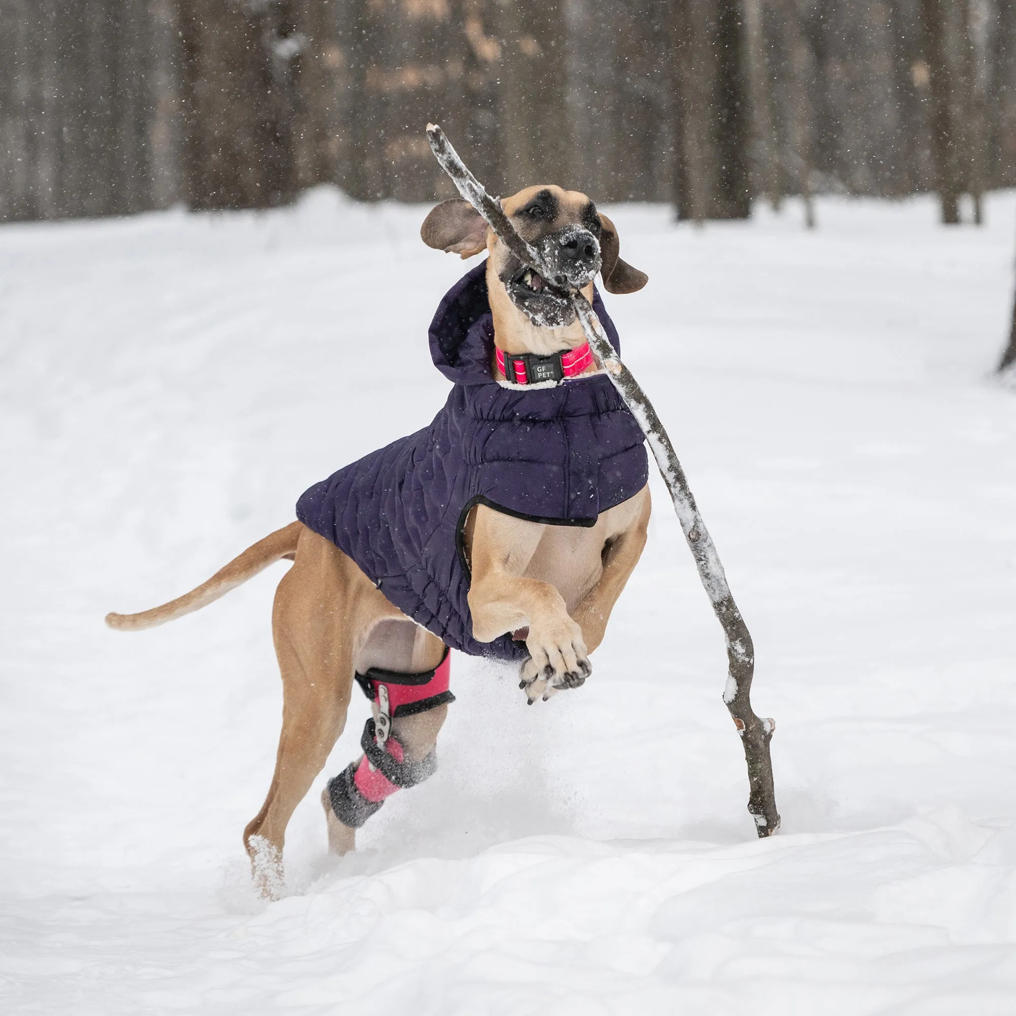 Cloud Dog Parka | Purple