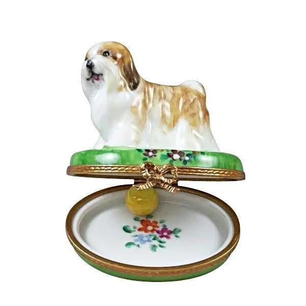 Shih Tzu Brown