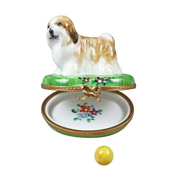 Shih Tzu Brown